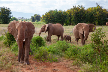 A elephant family in the bush of the samburu national park