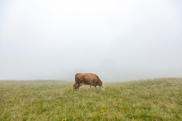 Cow Grazing Grass with Misty Background