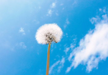 Close up of Dandelion flowers, copy space. Dandelion on blue sky background. Yellow cosmos blooming on sunny day with blue sky background. Dandelion with seeds blowing away in the wind. spring flower.