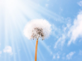 Close up of Dandelion flowers, copy space. Dandelion on blue sky background. Yellow cosmos blooming on sunny day with blue sky background. Dandelion with seeds blowing away in the wind. spring flower.