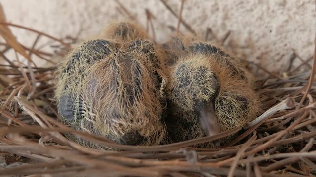 Two New Born Baby Pigeons In Nest