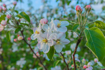 apple tree blooms in the garden