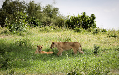 Lion resting in the shadow 