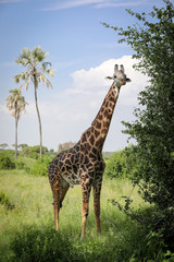 Giraffe in the national park