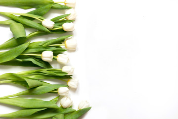 Border of white tulip on white. Top view with copy space.