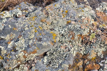 Rock stones covered with lichen surrounded by yellow autumn grass on gentle hills in Khakassia, Russia