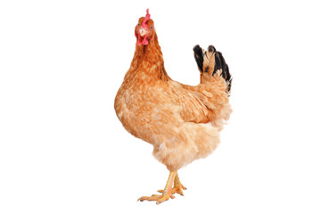 Red chicken standing isolated on white background