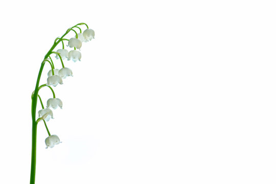 Lily Of The Valley Flower On White Background