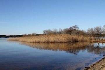 roselière sur le lac de Cazaux dans les Landes