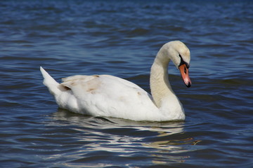łabędź © Szymon
