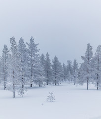 Frozen trees covered with snow in Idre, Sweden during a cold morning in winter. 