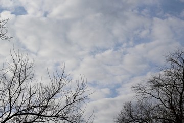 The white puffy clouds in the sky over top of the trees.