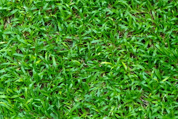 Green grass texture for background. Green lawn pattern and texture background. Close-up.