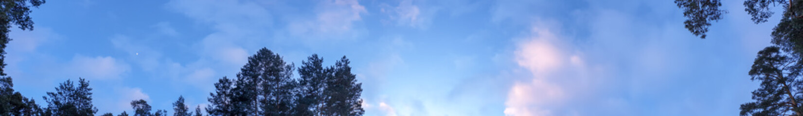 Forest. Panorama of the forest. Forest in the evening against the blue sky.