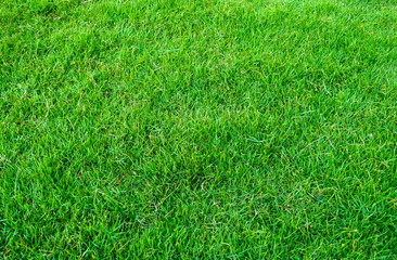 Background of green grass field. Green grass pattern and texture. Green lawn for background.