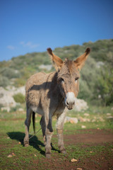 Village Donkey In Olive Grove