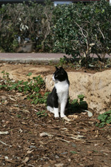 Naklejka na ściany i meble Black and white kitten sitting on the ground