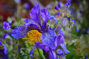 Wild irises are very rare flowers that grow in the mountains of the southern Urals