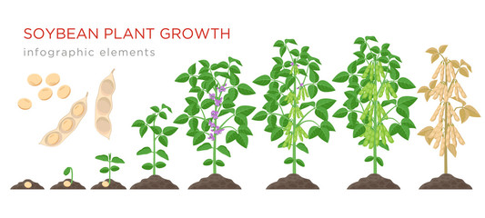 Soybean plant growth stages infographic elements. Growing process of soya beans from seeds, sprout to mature soybeans, life cycle of plant isolated on white background vector flat illustration. - obrazy, fototapety, plakaty