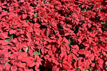 Poinsettia