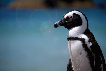 Portrait of upper body of an Africa penguin against a blurry ocean background at middday with sun lens flare coming from head and beak