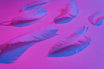 the feathers of a bird made of white paper on white background.
