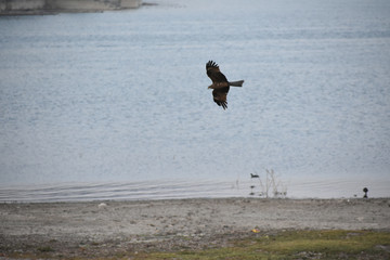 Mighty Eagle flying over lake to catch fish