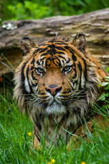 Sumatra-Tiger (Panthera tigris sumatrae)