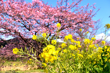 Fototapeta premium 南伊豆の桜