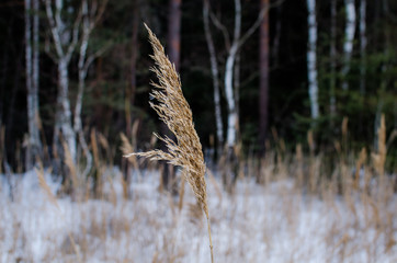 Reeds on a background of gray winter forest. Dry reed stalks with blurred background