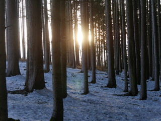 Winterwald