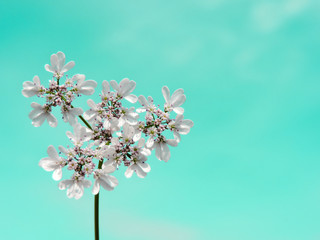 Bright and Beautiful Cosmos Flower.field of blooming yellow flowers. Closeup image of beautiful flowers wall background.Top view.Springtime concept.garden background with copy space.Floral arrangement