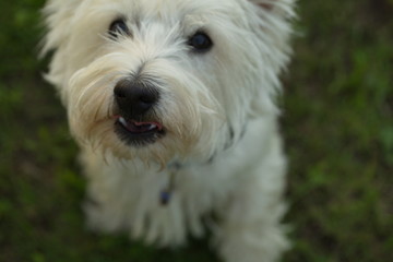 funny dog terrier schnauzer on a walk
