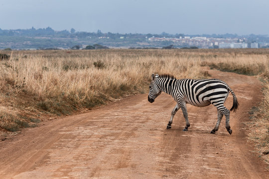 Zebra stand in front of city and crossing the soil road in Nairobi national park, Located in the center of the Nairobi City,Kenya. Contrast situation. Wild Life. Animal in Africa, Africa Nature.