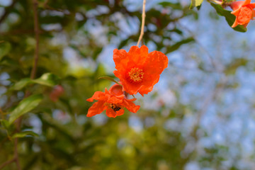 pomegranate flowers on green branches.