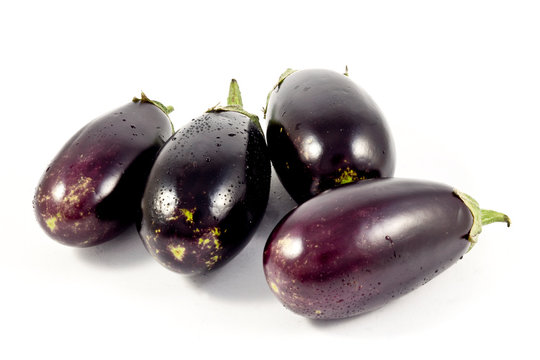 Aubergine Rania F1