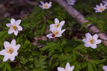 Obraz na płótnie Canvas White spring flowers, snowdrops in the forest. Anemone nemorosa - wood anemone, windflower, thimbleweed, and smell fox. Romantic soft gentle artistic image.