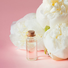 White peony flower and bottle with oil or essence on pink. Close up.
