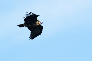 Eurasian Black Vulture (Aegypius monachus), Monk vulture, flying, Monfrague National Park, Extremadura, Spain