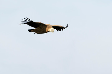 Griffon Vulture (Gyps fulvus) flying, Monfrague National Park, Extremadura,  Spain.