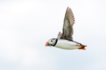 Atlantic puffin (Fratercula arctica) flying with caught fish, Farne Islands, Northumberland, England, UK.