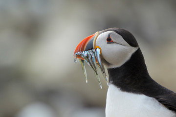 Atlantic puffin (Fratercula arctica) with caught fish in beak, Farne Islands, Northumberland,...