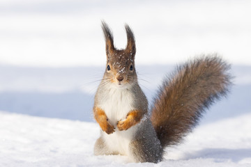 squirrel snow winter