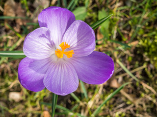 Fototapeta premium Krokus im Frühlingsanfang