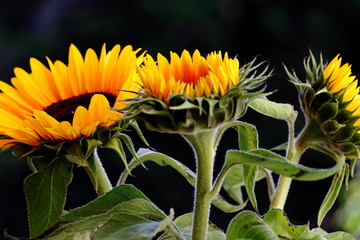 Beautiful sunflower.