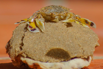 Macro photo of a sand crab on the beach