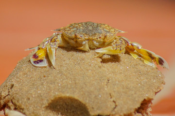 Macro photo of a sand crab on the beach