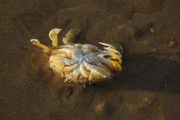 Macro photo of a sand crab on the beach