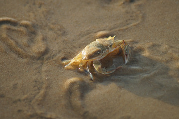 Macro photo of a sand crab on the beach