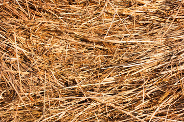 hay, straw, dry grass, texture, background